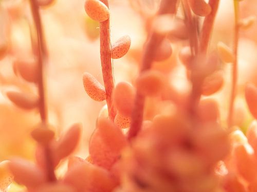 Vetplant Sedum Album - Serie 1/3