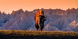 Bison in the South Dakota Badlands National Park - Sunset Wall Art Photo - Photo of American Buffalo - Wide Landscape Photography Print by Daniel Forster
