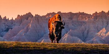 Bizon in het South Dakota Badlands National Park - Muurkunstfoto bij zonsondergang - Foto van Amerikaanse bizon - Print van brede landschapsfotografie