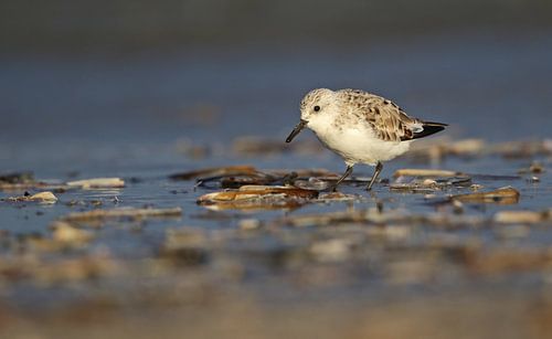 Drieteenstrandloper tussen de schelpen