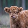 Nieuwsgierig Schotse Hooglander kalfje van Karin van Rooijen Fotografie