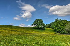 Teletubby-Landschaft