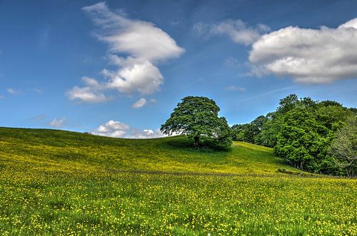 Teletubbie landscape