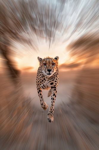 Cheetah