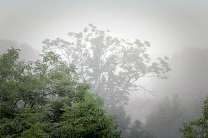 Nebel im Sommer