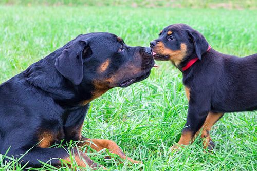 Puppy rottweiler licks big dog outside in meadow