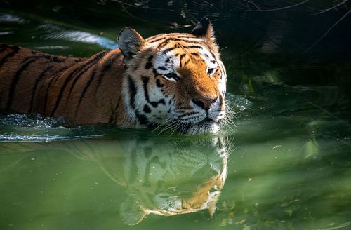 Face à face avec le roi de la jungle