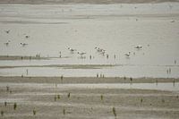 Meeuwen op het strand