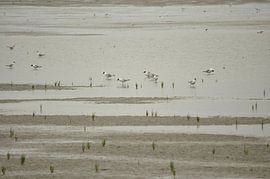 Möwen am Strand von Philipp Klassen