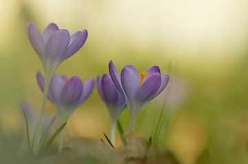Spring is all around (Krokussen) van Birgitte Bergman