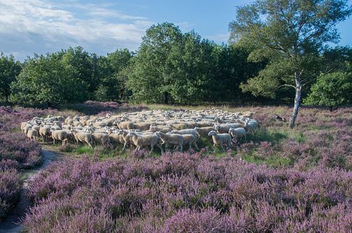 Border Collie with his flock of sheep