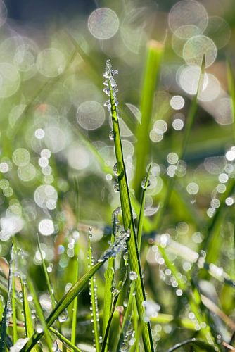 Une paille dans la lumière glacée