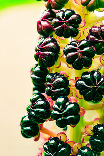 Baies fruitées
