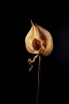 Gedroogde bloem van de lepelplant in lowkey met gouden gloed van John van den Heuvel