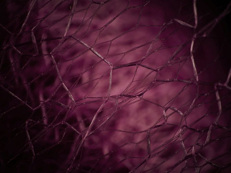 Macro photography by Rosa Fotoart
