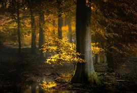 Dark Gold (Dutch Autumn Forest with sunlight)