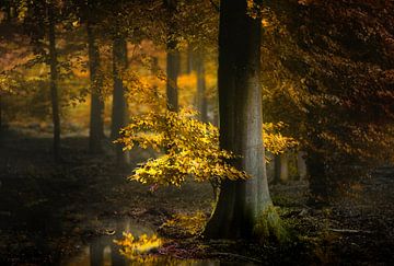 Dark Gold (Nederlands Herfst Bos met zonlicht) van Kees van Dongen