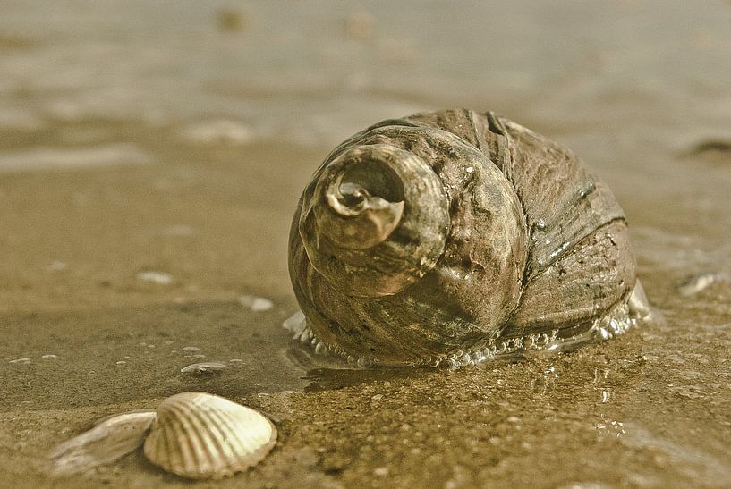 Mussels in the surf zone by Norbert Sülzner