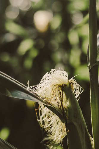 Épi de maïs au soleil du soir