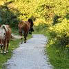 Horses walk along the footpath by whmpictures .com