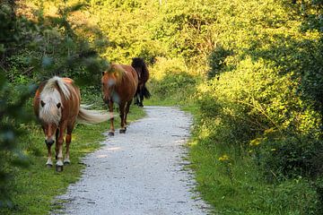 Horses walk along the footpath by whmpictures .com