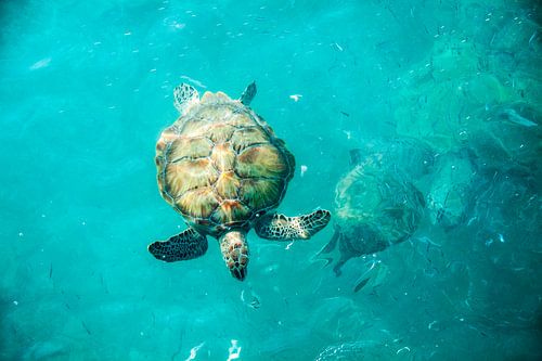 Meeresschildkröte auf Barbados