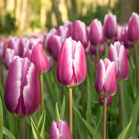 Tulpen in Keukenhof van Heleni Fafoutis