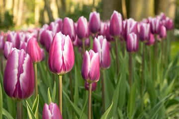 Tulpen im Keukenhof von Heleni Fafoutis