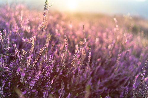 Bloeiende paarse heide op de Veluwe