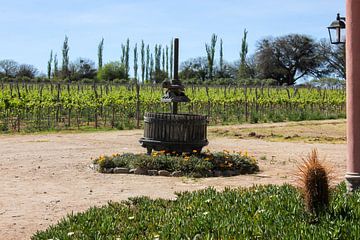 Vineyard well