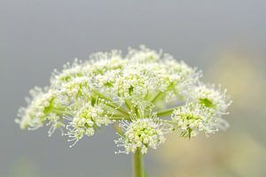 Berenklauw - macrofotografie van Qeimoy