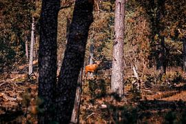 Red deer in the rutting season by Iris Lobregt