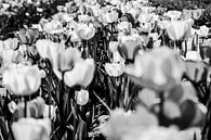 Zwart-wit tulpen  van Norbert Sülzner thumbnail