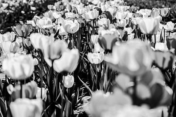 Zwart-wit tulpen  van Norbert Sülzner