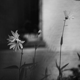 flor by Ann Beckers