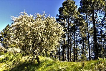 Natuur op TENERIFE bloei van bremst boompje in hemel blauwe lucht