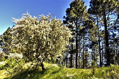Natuur op TENERIFE bloei van bremst boompje in hemel blauwe lucht