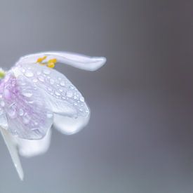 Wood anemone with droplets by Hillebrand Breuker
