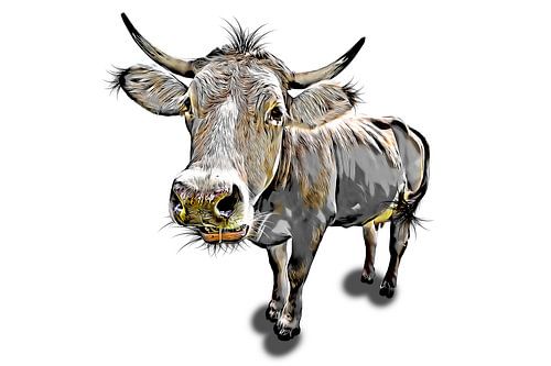 Funny cow