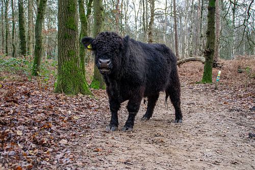 Ur-Oss von Joelle van Buren