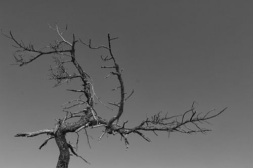 Toter Baum van Andreas Stach