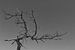 Toter Baum von Andreas Stach