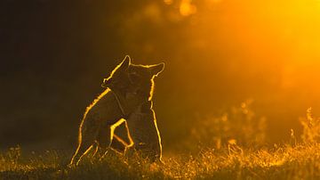 sunset embrace by Arjen Kommer