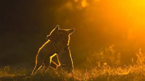 Sonnenuntergang umarmen von Arjen Kommer