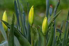 Sur le point de s'épanouir