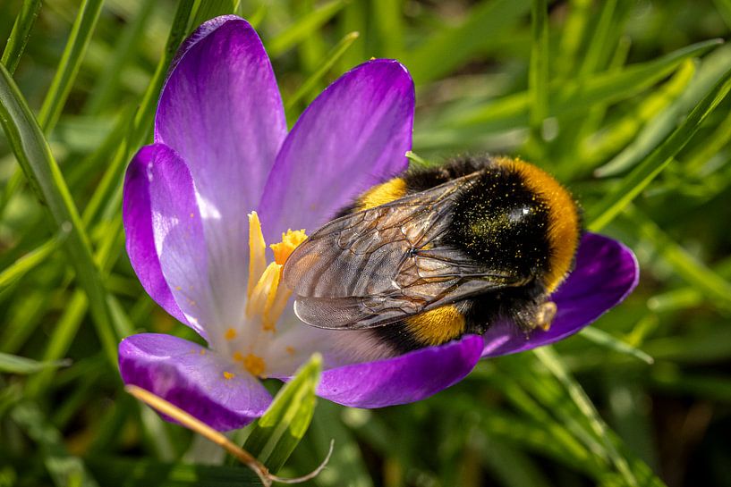 Natuurlijke Rust: Een Slapende Hommel in een Krokusbloem van Laura Wubben