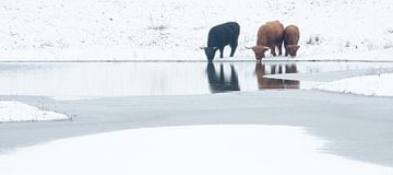 Schotse Hooglanders in winters Geuzenwaard von Jeroen Kleverwal