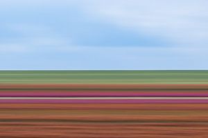Tulpen Impressionistisch gestreift