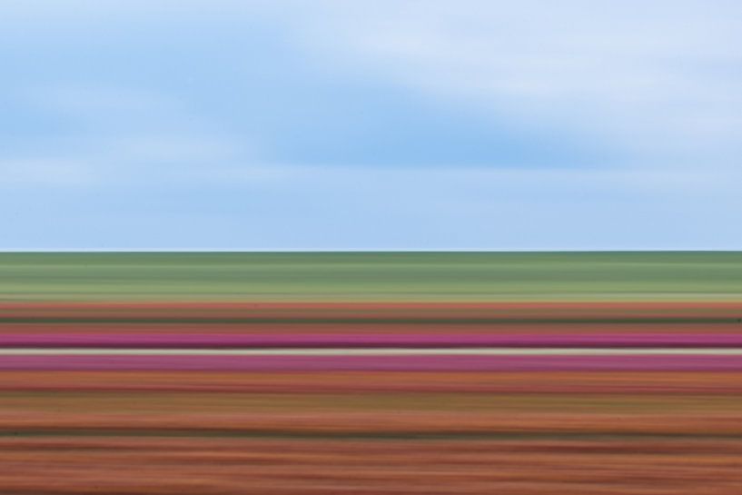 Tulips Impressionistic stripes by Patrick Verhoef