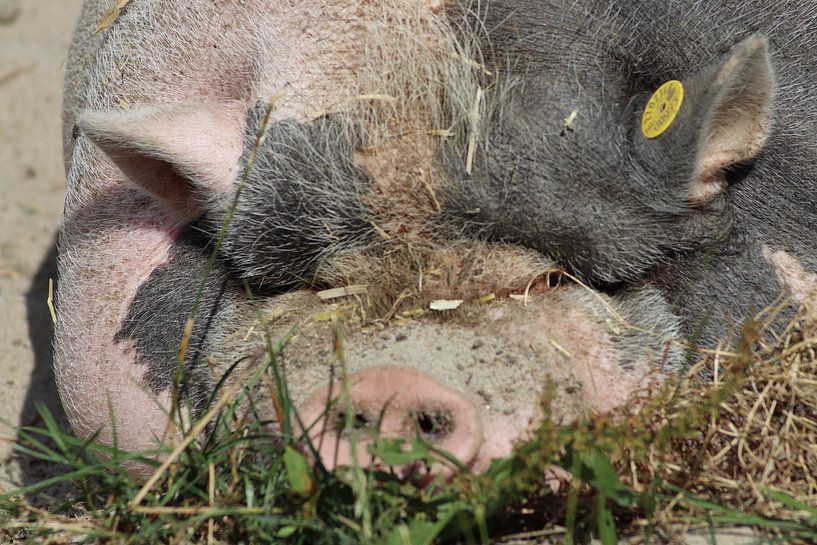 Nice fat pig by Monica de Roo-Peeters